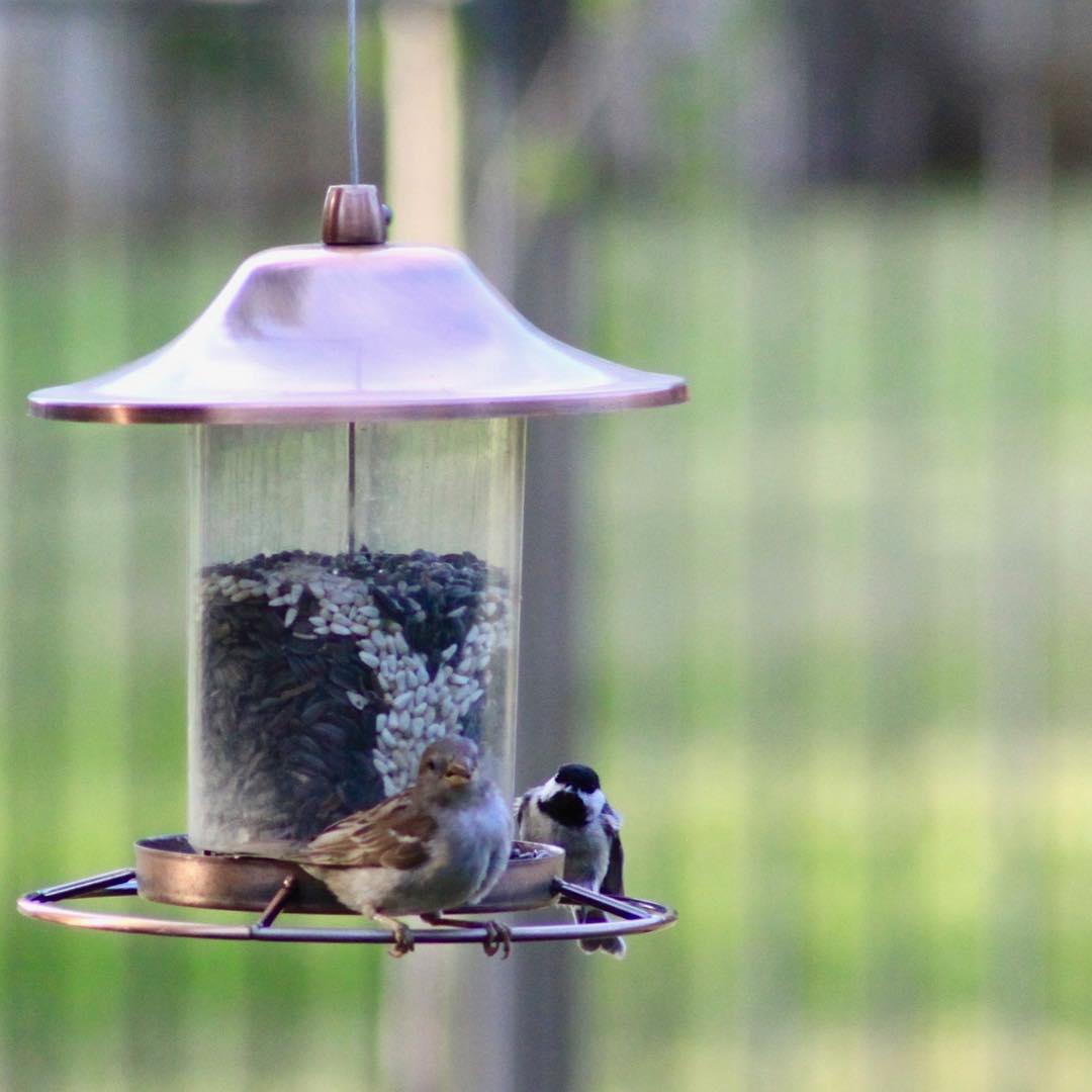 chickadees